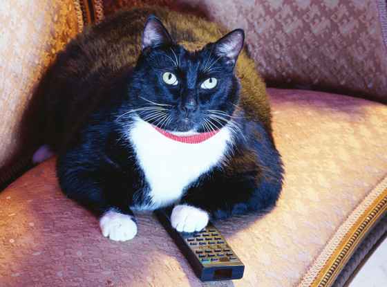 Cat watching TV Cat watching TV